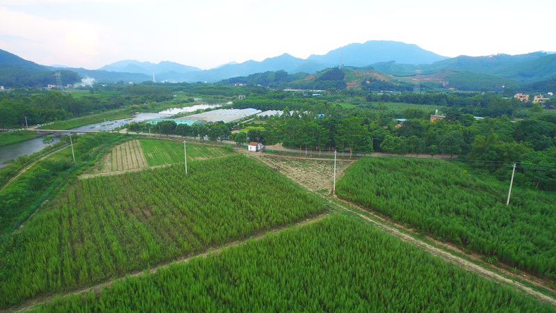 惠州最大的艾草种植基地