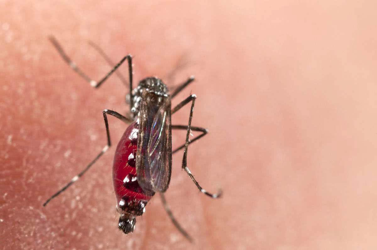 夏季防蚊手段有哪些？试下这种驱蚊方式，让蚊虫远离你！