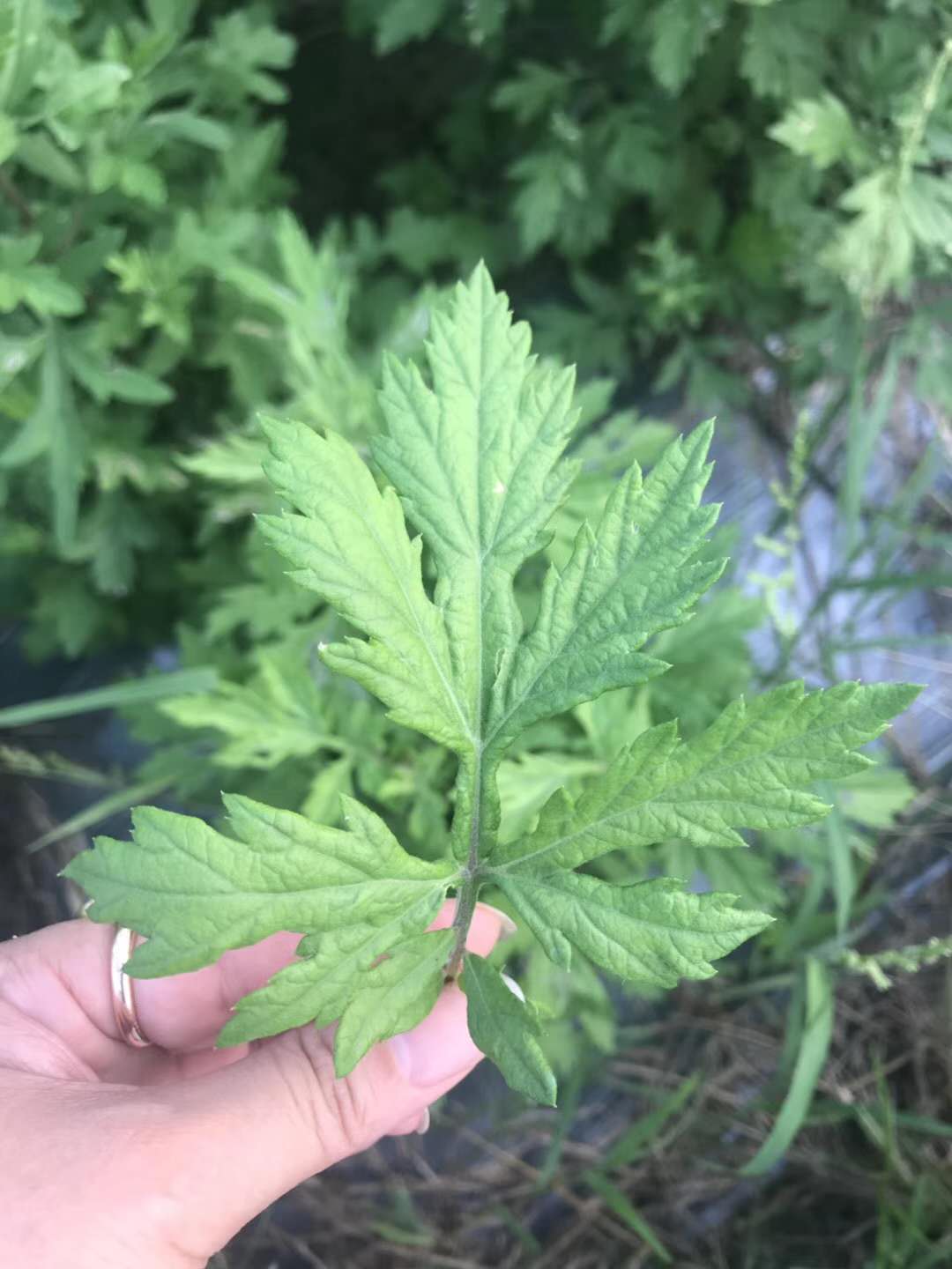 暨晴生物|2020年艾草市场价多少钱一斤?红脚艾作用有哪些?